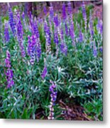 The Lupine Convention Metal Print