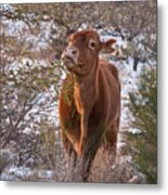 The New Years Cow Metal Print