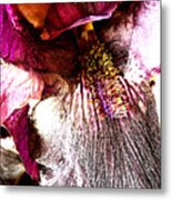 The Purple Lily. Metal Print