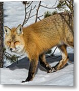 The Red Fox Metal Print