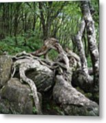 The Root Metal Print