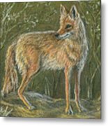 The Scout, Coyote Metal Print