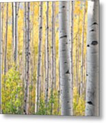 The Softer Side Of Fall Metal Print