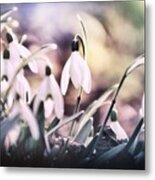 The Songs Of Spring Metal Print