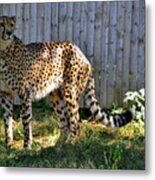 The Spotted Cheetah Spots People Metal Print
