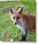 The Stare Metal Print