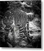 Sumatran Tiger Metal Print