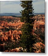 The Tree In Bryce Canyon Metal Print
