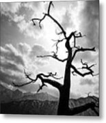 The Tree - Seoraksan, South Korea - Black And White Photography Metal Print