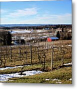 The Vineyard On Old Mission Metal Print