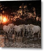 The White Herd Metal Print