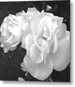 The White Rose Metal Print