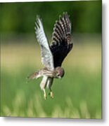 The Young Hovering Kestrel Metal Print