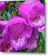 This Photo Shows Foxglove Flowers Metal Print