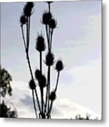 Thistle At Dusk Metal Print