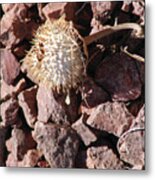 Thistle Fractures Metal Print