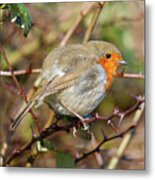 Thorny Issue European Robin Donegal Metal Print