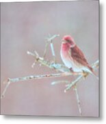 Thoughts Of Spring Metal Print