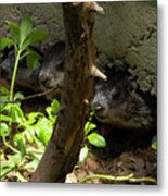 Three Baby Woodchucks Metal Print