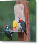 Three Backyard Woodpeckers Metal Print