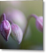 Three Buds Metal Print