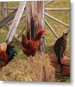 Three Chickens And A Cat Metal Print