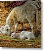 Three Lambs And A Sheep Metal Print