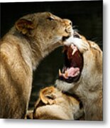 Three Lions Playing Metal Print