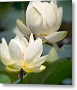 Three Lotus Flowers Metal Print