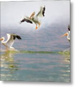 Three Pelicans Metal Print