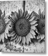 Three Sunflowers Still Life In Black And White Metal Print