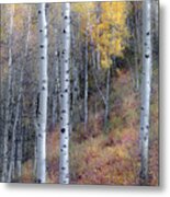 ...through The Woods... Metal Print