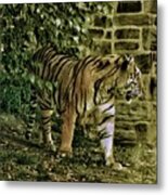 Tiger At Philadelphia Zoo - 1 Metal Print