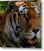 Tiger At Rest Metal Print