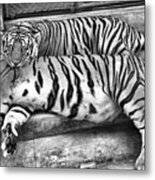 Tiger Black And White Metal Print