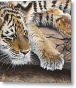 Tiger Cub Metal Print