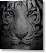 Tiger Eyes Metal Print