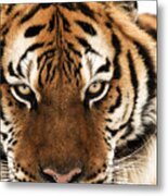 Tiger Eyes Metal Print