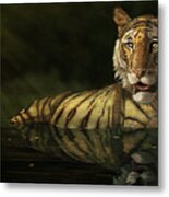 Tiger In The Water Metal Print