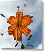 Tiger Lily In A Shower Metal Print