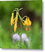 Tiger Lily In Olympic National Park Metal Print
