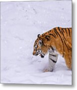 Tiger Prowling Metal Print