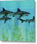 Tiger Sharks Prowl The Ocean Metal Print