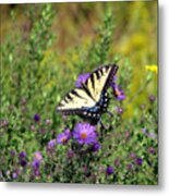 Tiger Swallowtail Butterfly 2 Metal Print
