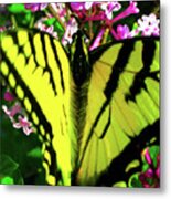 Tiger Swallowtail On Lilac Metal Print