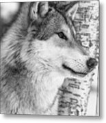 Timber Wolf Metal Print