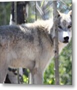 Timber Wolf Metal Print