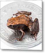 Tiny Adult Frog On Coin Metal Print