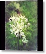 Tiny Flowers #inthegarden #flowers Metal Print