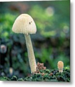 Tiny Mushroom Jardin Botanico Del Quindio Colombia Metal Print